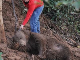 Domuz Tuzağına Düşen Ayı Kurtarıldı