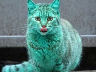 'Yeşil Kedi'nin Sırrı Çözüldü!