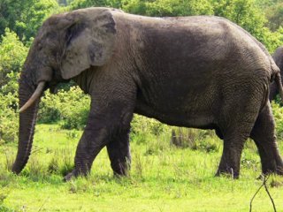 Fil Yaşlı Kadını Eze Eze Öldürdü