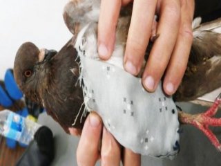 Hapishaneye Telefon Taşıyan Güvercin Yakalandı