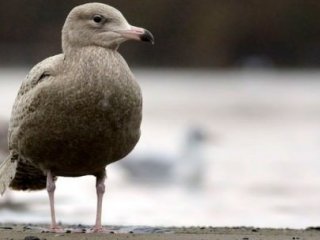 140 Yıl Sonra İlk Kez Görüldü