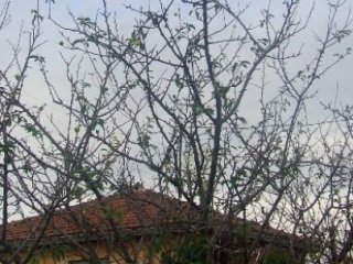 Kış Ortasında Şaşırtan Olay