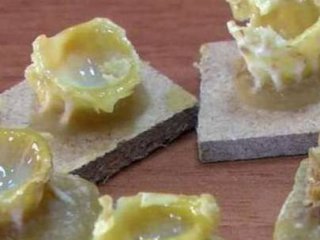 Arı Sütünün Kilosu 5 Bin Lira!