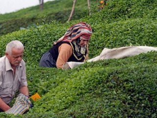 Çaykur Bisküvi İşine Girecek