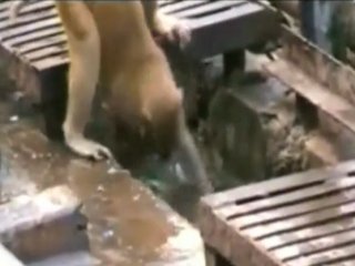 Maymun'dan Maymuna Acil Müdahale