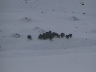 Aç Kalan Hayvanlar Köylere Dayandı