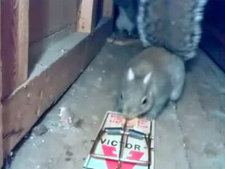 Bu Sincap'a Dikkat! Çok Şaşıracaksınız