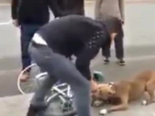 Pitbull'un Akıl Almaz Hırsı