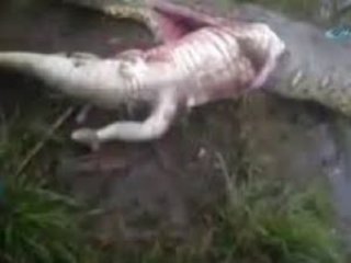 Yılanı Deşip İçinden Çıkardılar