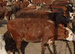 Manisa'da Şap Hastalığı Paniği