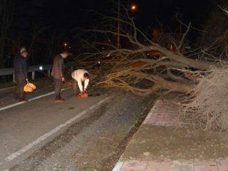 Fırtına Ağaç Devirdi, Karayolu Kapandı