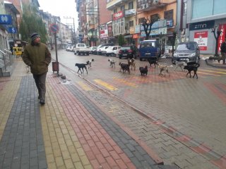 Bu Da Köpek Çetesi