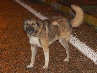 Ayakları Ters Köpek Hayrete Düşürüyor