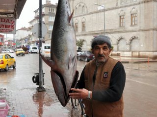 50 Kiloluk Orkinos Balığı Görenleri Şaşırtıyor