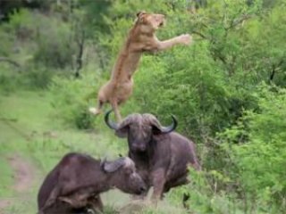 Aslanı Pişman Eden Bufalo Saldırısı