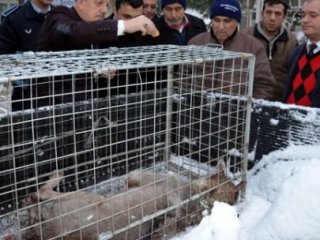 Belediye Başkanı Karda Aç Kalan Kurdu Besledi