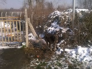 Bursa'da İnsanlık Ayıbı