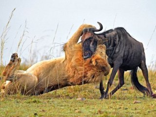Vahşi Doğadan İnanılmaz Anlar