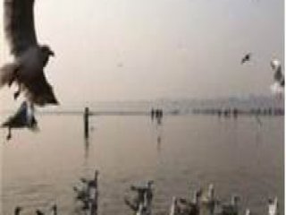 Nehirden 100'den Fazla Ceset Fışkırdı