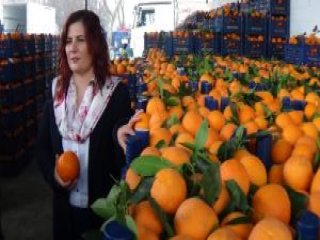 Bir Sefer De Tam 52 Bin Portakal Aldı