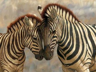 ''Zebra Çizgisi''nin Gizemi Çözüldü