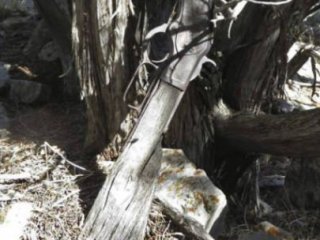 Ağaca Yaslanmış 132 Yıllık Tüfek Bulundu