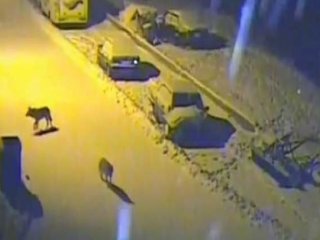 Bayburt'ta Aç Kurtlar Şehre İndi