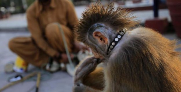 Pakistan'da Maymun Terbiyeciliği