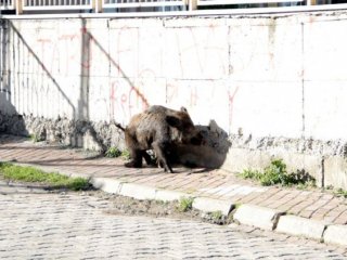 Yaban Domuzu, Şehre İnince Ortalık Karıştı