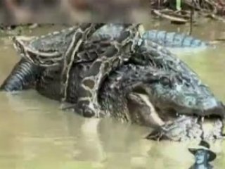 Timsah ve Yılanın Kavgasında Bakın Sonuç Ne Oldu?