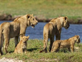 Hayvanlar Aleminden En Vahşi Saldırılar