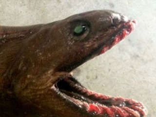 En Korkunç Hayvanlar