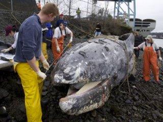 Kıyıya Vurdu! Uzunluğu Tam 32 Metre..