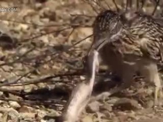 Çıngıraklı Yılan ve Road Runner Kapışması