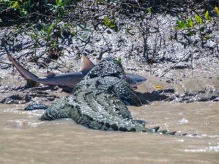 Timsah Köpek Balığına Böyle Saldırdı