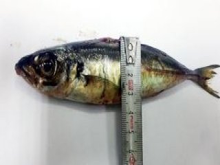 Canlı Balığı 'Şifa Olsun' Diye Yuttu Ama...