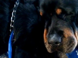 Köpeğin Gözyaşları İzleyenleri Ağlattı