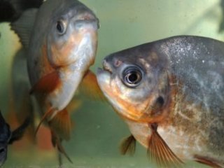 Nehre Düşen Kızı Piranalar Yedi!