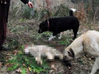 Çok Nadir Görülüyordu Bakın Ne Halde Bulundu!