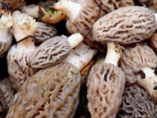 Avrupa Bunun Peşinde! Kilosu 300 lira