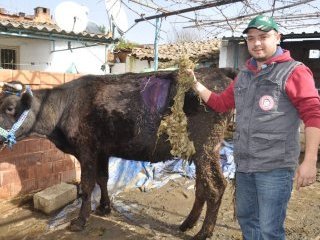 Gebe İneğin Karnından Halat Çıktı