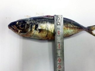 Şifa Olsun Diye Yuttu! Canından Oldu