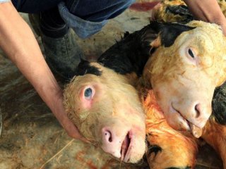 100 Binde Bir Görülüyor!