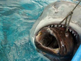 'Derin Mavi'nin İnanılmaz Garip Canlıları