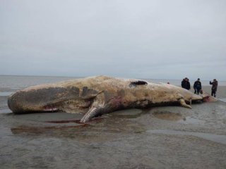 Dev İspermeçet Balinası Karaya Vurdu