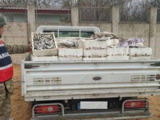 Jandarma 2 Ton Balığı İmha Etti