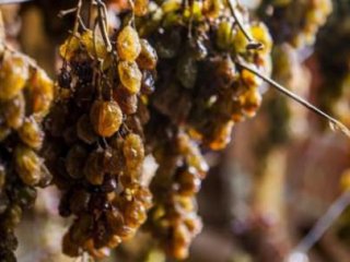 Bu Üzüm Başka Yerde Yok!