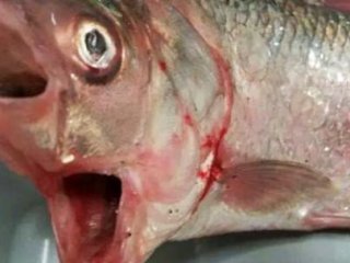 İki Ağızlı Balık Görenleri Şaşırttı