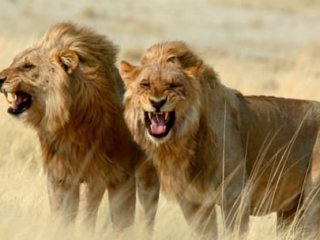 Devlet Başkanına Olay Doğum Günü!