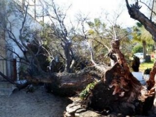 Fırtına Asırlık Ağaçları Devirdi